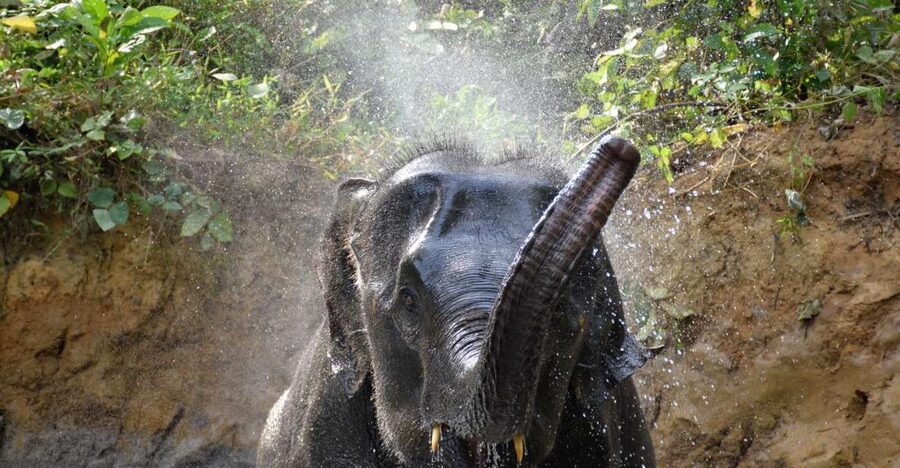 Krabi: Elephant Care House & 7-Level Huay Tho Waterfall Trip - The elephant carers, guides, and the human side of the day