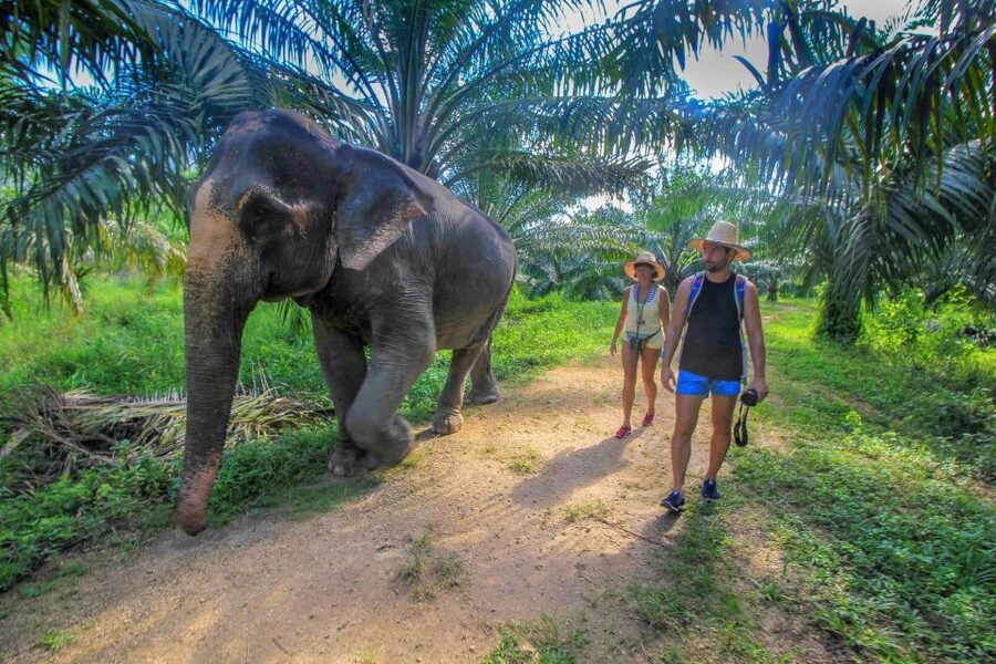 Krabi: Elephant Care House Guided Tour with Hotel Transfers - Camp Activities and Welcome Refreshments: The Quiet In-Between