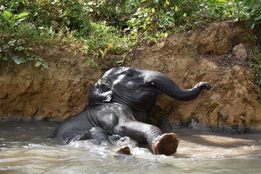 Krabi: Elephant Care House Guided Tour with Hotel Transfers - Elephant Bathing: Mud, Water, and the Real Mess of Thailand