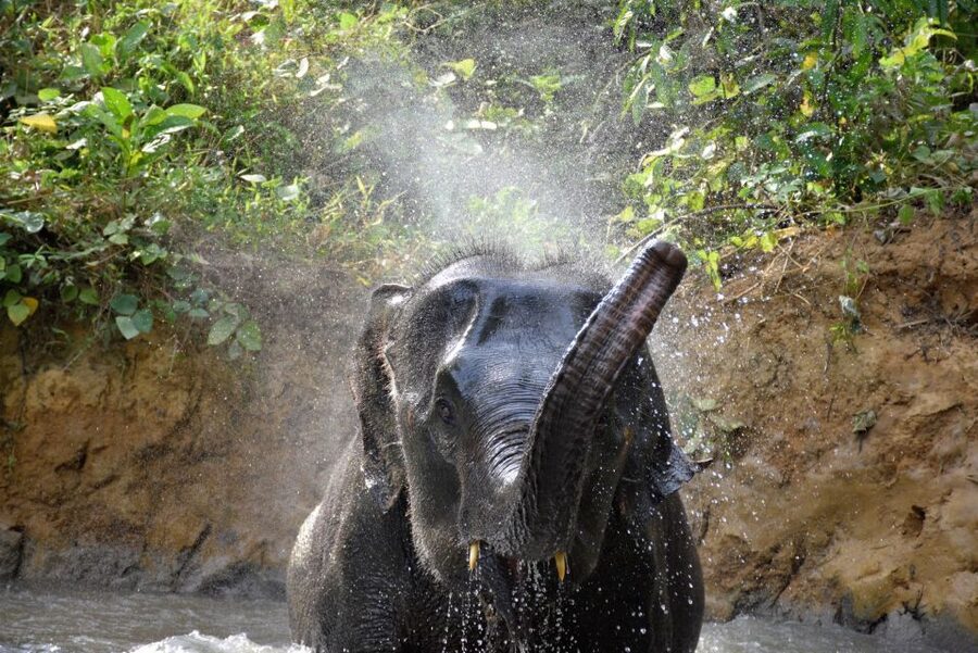 Krabi: Elephant Care House Guided Tour with Hotel Transfers - Are the Elephants Ethical Here? The Signals to Watch