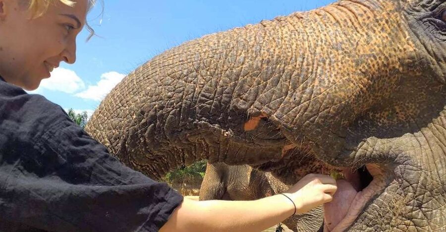 Krabi: Elephant Care House Guided Tour with Hotel Transfers - Hotel Pickup and Arrival: Door-to-Door Is Mostly the Point