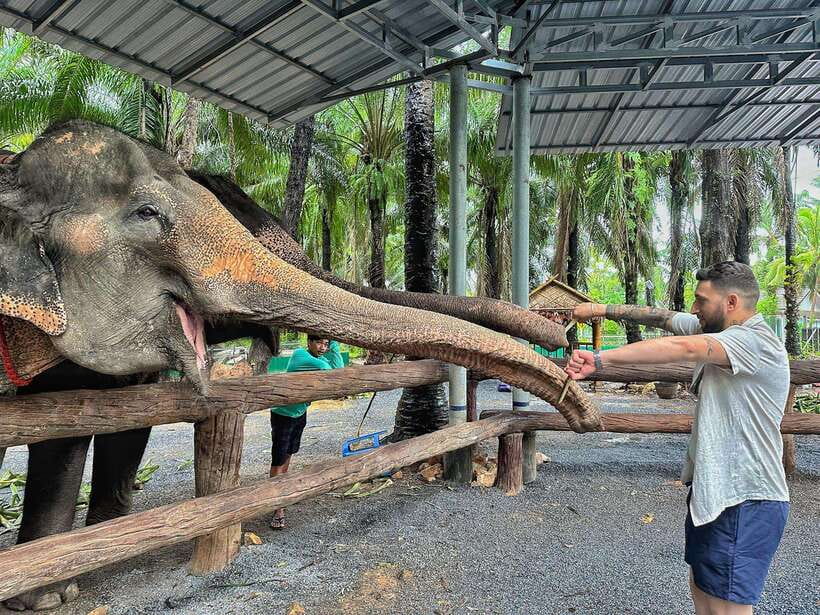 Krabi: Elephant Feeding Program - The 30-minute flow: what happens, in order