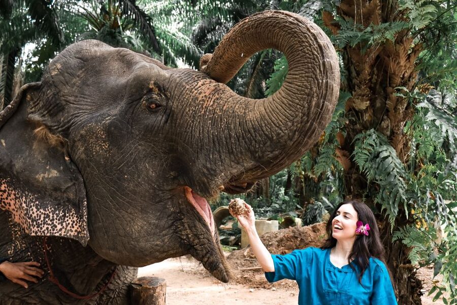 Krabi: Elephant Feeding Program - Hand-feeding from your palms: the part you will remember