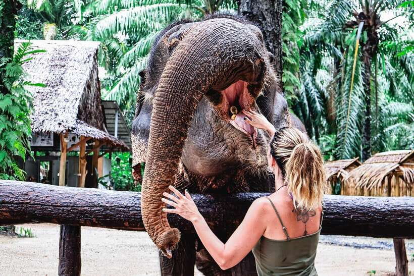 Krabi: Elephant Feeding Program - Rain or shine: how to stay comfortable when the sanctuary is wet