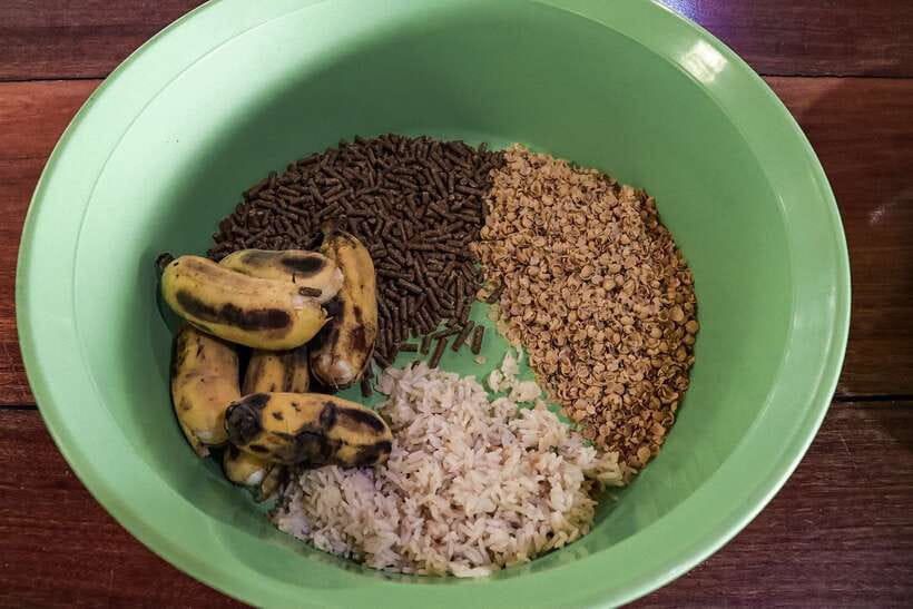 Krabi: Elephant Feeding Program - Who this program suits best