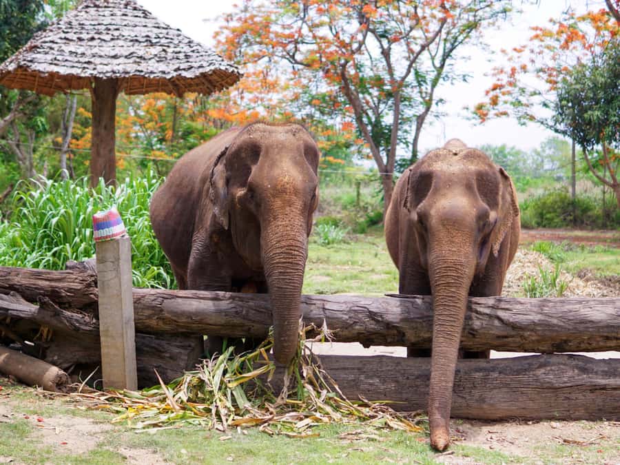 Krabi: Ethical Elephant Care Experience with Hotel Transfer - Key points to know before you go