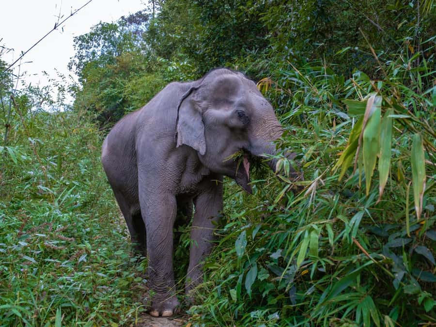 Krabi: Ethical Elephant Care Experience with Hotel Transfer - Feeding time: close enough to care, not far enough to be reckless