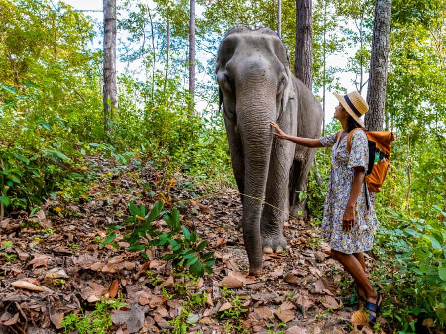 Krabi: Ethical Elephant Care Experience with Hotel Transfer - Mud bath help: the skin-care angle that makes this more than play