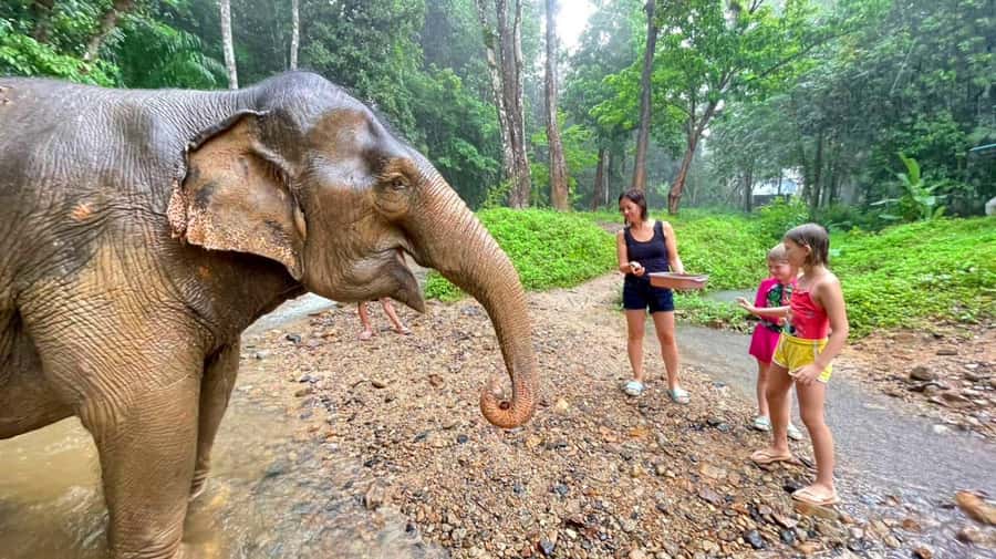 Krabi: Ethical Elephant Care Experience with Hotel Transfer - Watching elephants play, then taking the lessons home