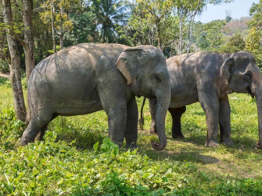 Krabi: Ethical Elephant Care Experience with Hotel Transfer - Price and value in Krabi: what $67 buys (and what it depends on)