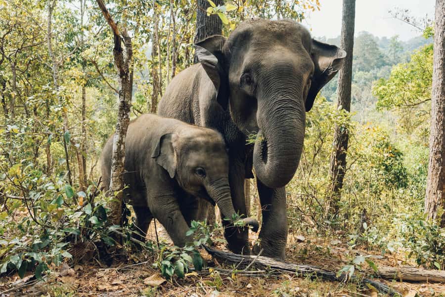 Krabi: Ethical Elephant Care Experience with Hotel Transfer - Ethical elephant care checklist you can actually use on site