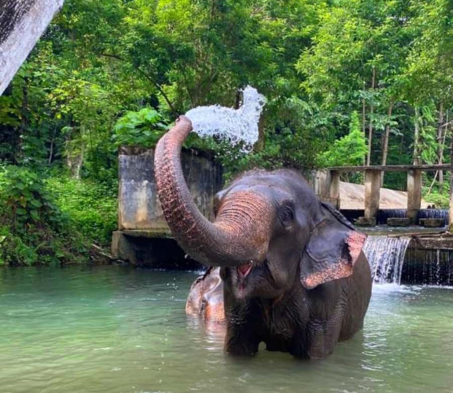 Krabi: Ethical Elephant Care Experience with Hotel Transfer - Arrival at the sanctuary: mission first, then elephant stories