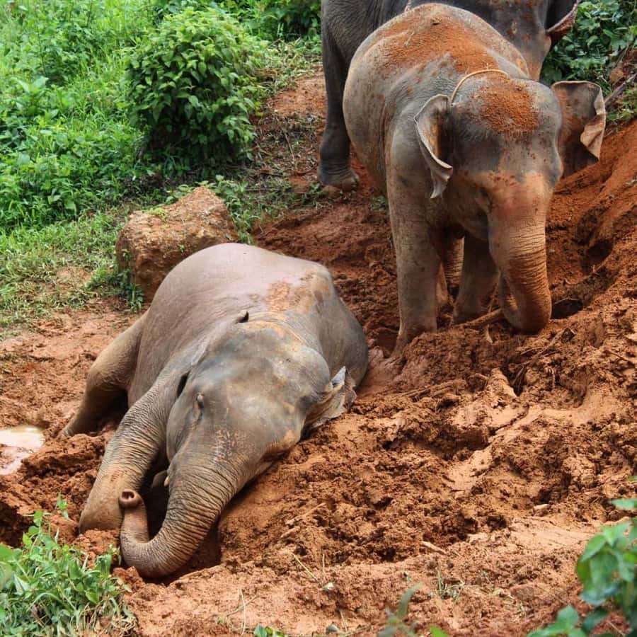 Krabi: Ethical Elephant Sanctuary Experience - Price and value: what $112 buys you in a half-day