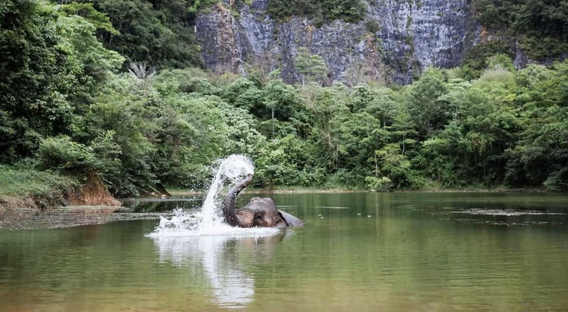 Krabi: Ethical Elephant Sanctuary & Tiger Cave Temple Tour - Hotel pickup, timing, and how the day flows