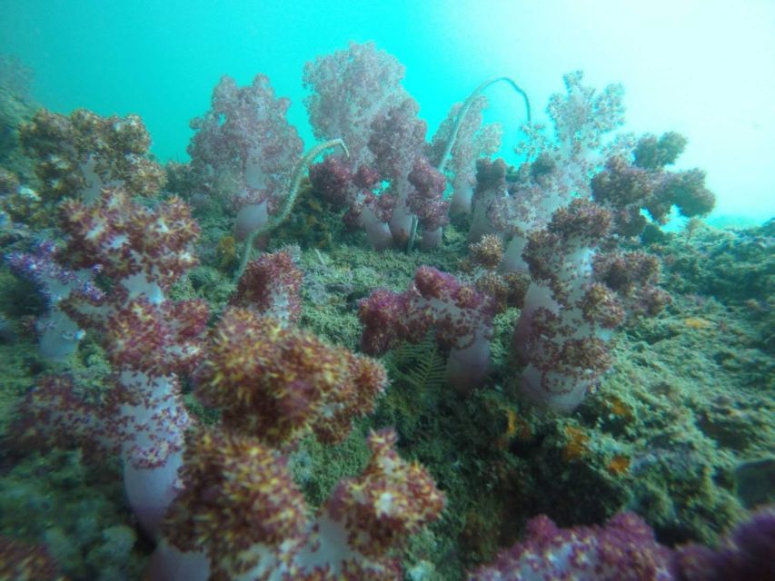 Krabi: Freediving and Snorkeling at Yawasam and Talu Island - Starting at Nopparat Thara Pier, then heading off the usual route