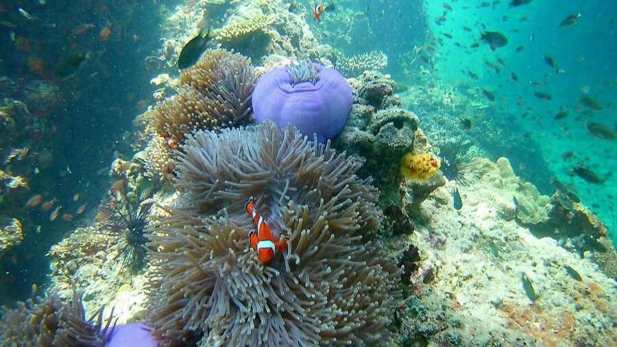 Krabi: Freediving and Snorkeling at Yawasam and Talu Island - Koh Mae Urai swimming time: the long stretch to reset your breathing