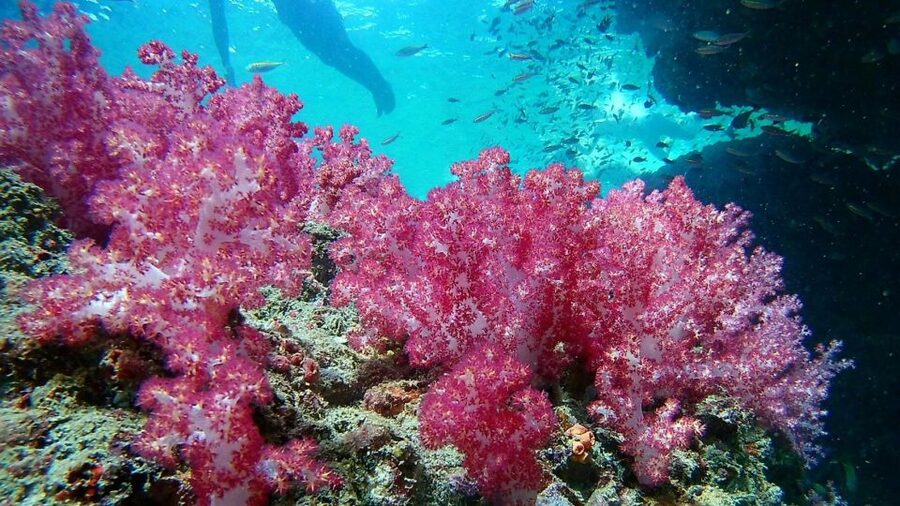 Krabi: Freediving and Snorkeling at Yawasam and Talu Island - Buya Beach on Koh Poda: deserted sand, Thai lunch, and sea life between naps