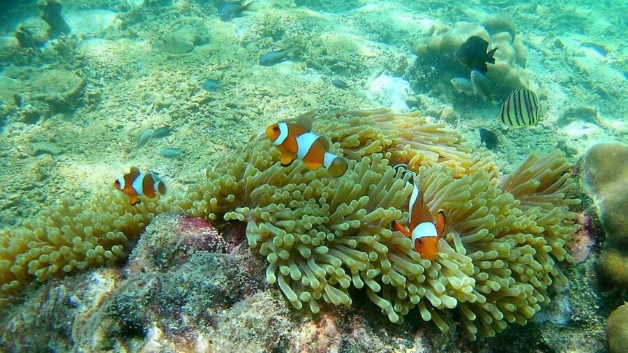 Krabi: Freediving and Snorkeling at Yawasam and Talu Island - Price and value: what $59 really buys, plus the park fee