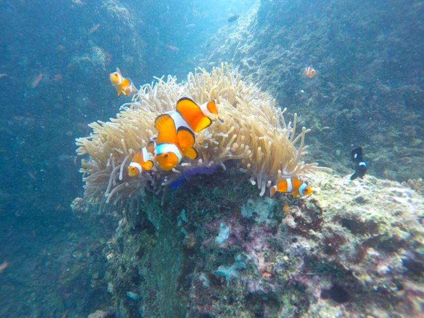 Krabi: Freediving and Snorkeling at Yawasam and Talu Island - What can go wrong: weather, skipped pacing, and guide attention