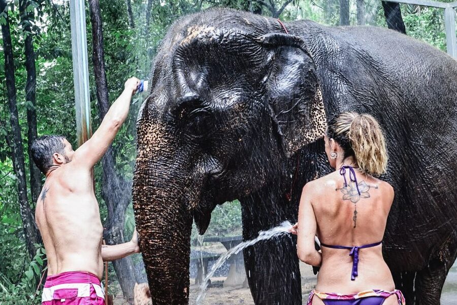 Krabi: Highlights Tour with Krabi Elephant Shelter - What You Do First: Elephant Chef-Style Feeding