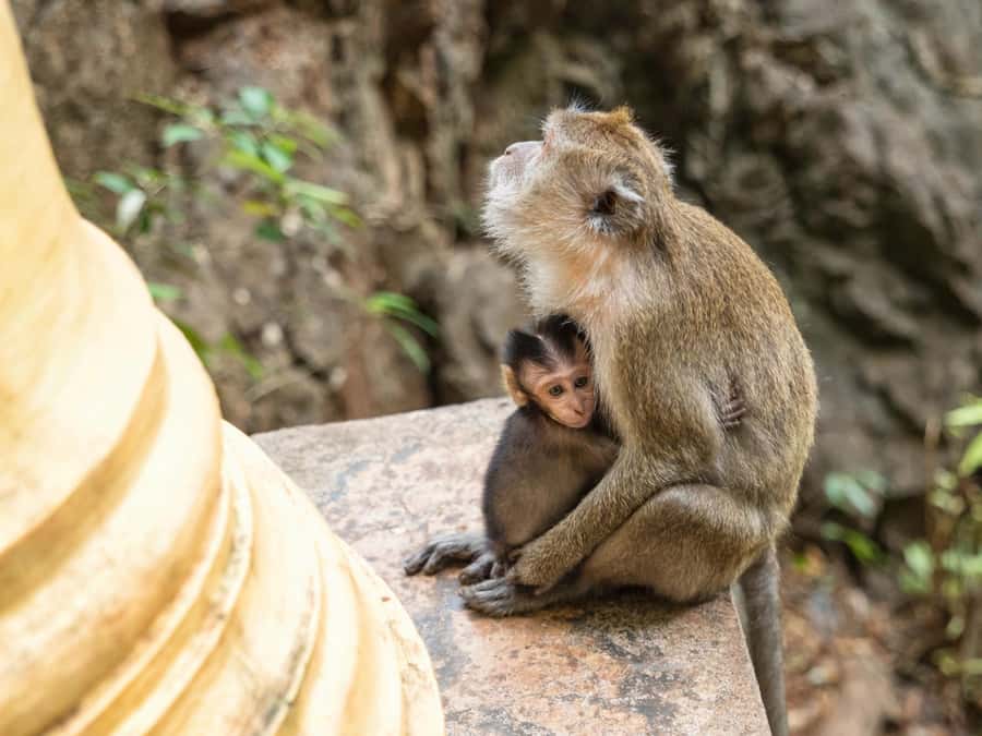 Krabi: James Bond Island Tour & Phang Nga by Longtail Boat - Who should book this tour, and who should pass