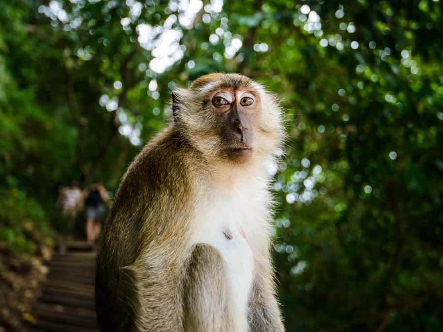 Krabi: James Bond Island Tour & Phang Nga by Longtail Boat - Practical tips to make the day easier