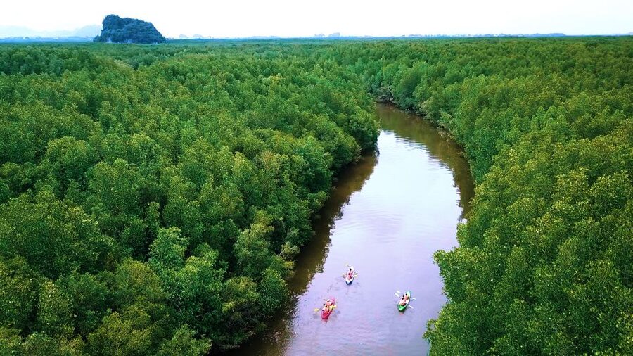 Krabi: Kayak in Mangrove Forest with Meal Aonang - What to Bring, What to Skip, and Who Should Not Go