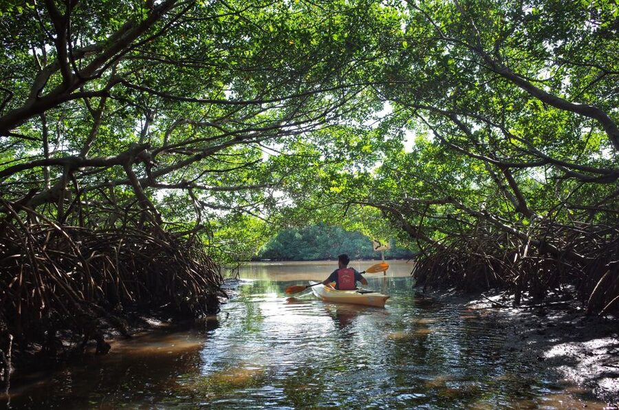 Krabi kayaking Ao thalane - Kayak Through Ao Thalane Bay’s Mangrove Tunnels