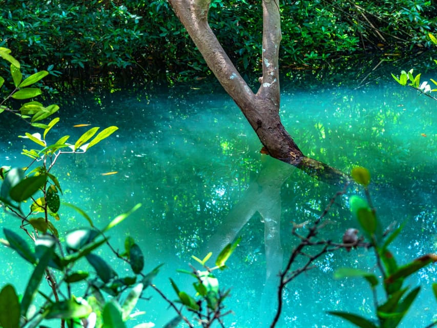Krabi: Kayaking, Crystal Lagoon, and Fish Spa in Klong Root - Fish Spa at the Pier: Fun, Strange, and Quick