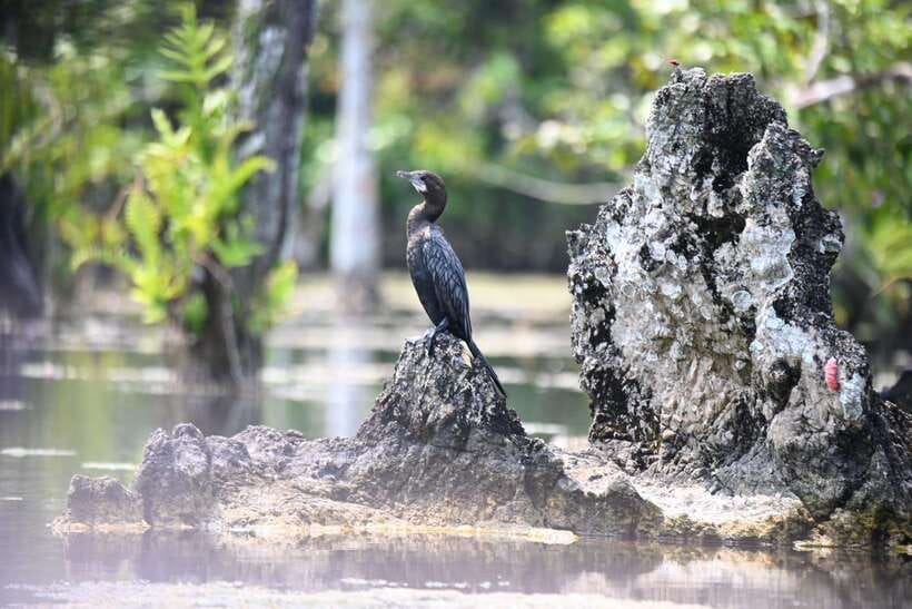 Krabi: Klong Root (Crystal lake) Kayaking tour - The Community Forest Walk and Break Time: Slower, Cooler, Worth It