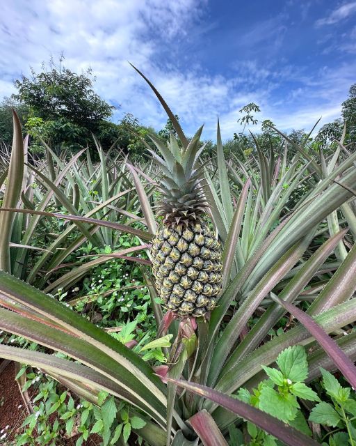 Krabi: Klong Root Kayaking Viewpoint,Fish Feeding and more - Swimming in Khlong Nam Sai: clear water, a refreshing break, and what to bring