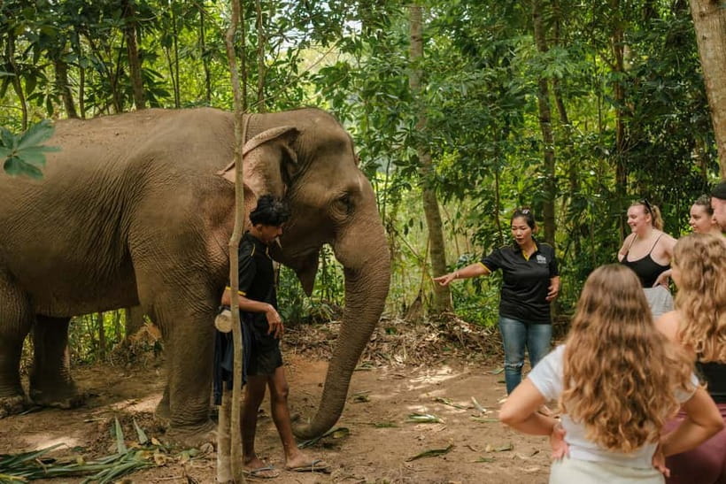 Krabi: Love Elephant Sanctuary Tour - Why This Krabi Elephant Sanctuary Tour Feels More Like Care Than a Show