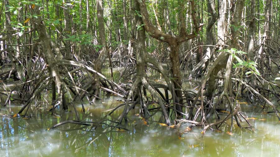 Krabi: Mangrove Magic & Koh Klang Charm by Longtail Boat - Should you book Krabi: Mangrove Magic & Koh Klang Charm by Longtail Boat?
