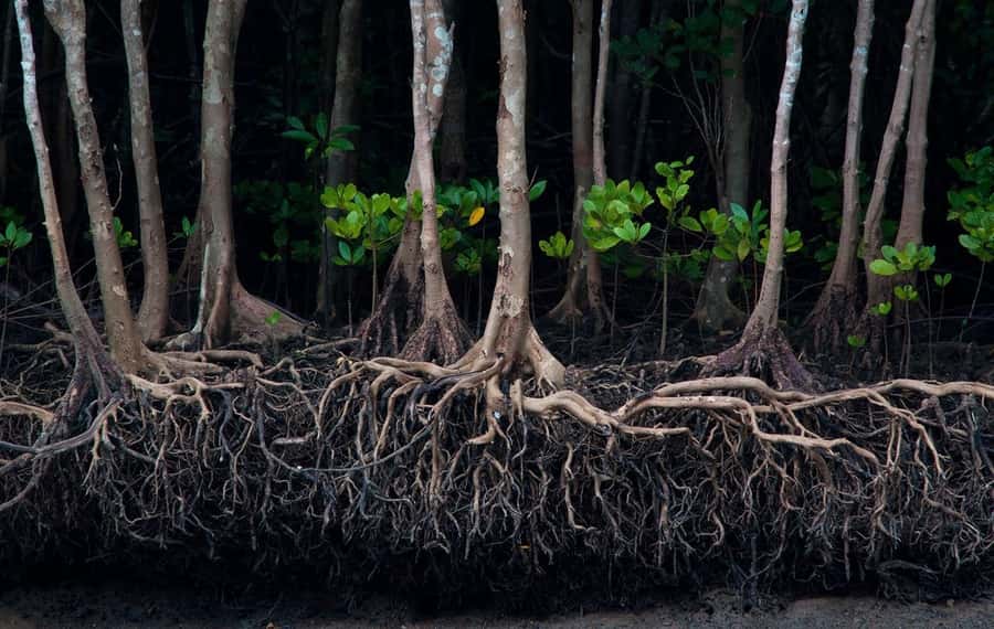 Krabi: Mangrove Magic & Koh Klang Charm by Longtail Boat - Sidecar motorbike on Koh Klang: thrilling, but with clear boundaries