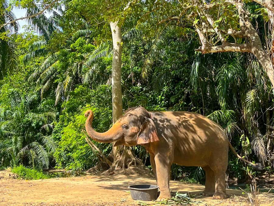 Krabi: Observation-Only Elephant Sanctuary 2hrs Mini Moments - Getting Ready: What to Bring (and Why)