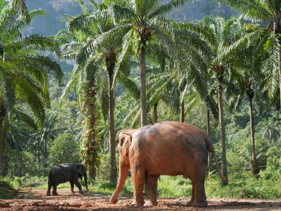Krabi: Observation-Only Elephant Sanctuary 2hrs Mini Moments - First Stop: Learning the Sanctuary Mission and Elephant Stories