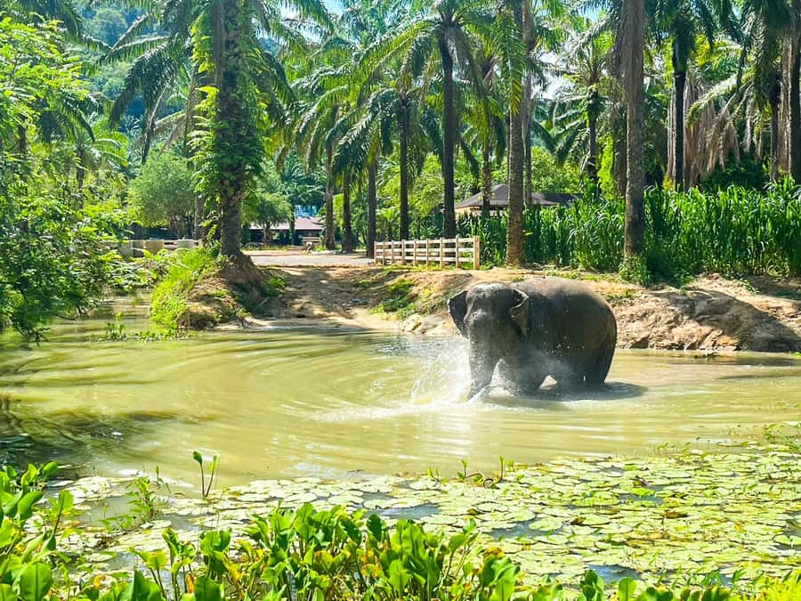 Krabi: Observation-Only Elephant Sanctuary 2hrs Mini Moments - Feeding Elephants From a Tray: Close, but Still Respectful