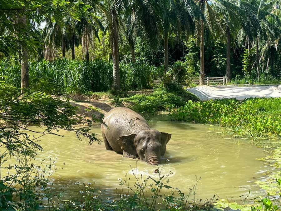 Krabi: Observation-Only Elephant Sanctuary 2hrs Mini Moments - The Peaceful Walk: Watching Elephants in Their Natural Rhythm