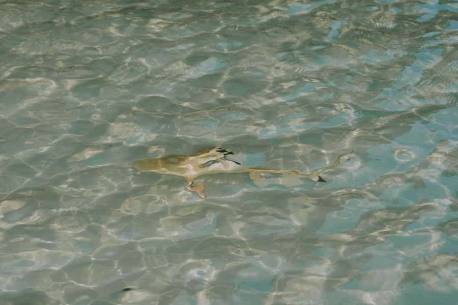 Krabi: Phi Phi Islands Longtail Boat Tour with Sunset - Monkey Beach: quick thrills and photo chances with wild monkeys