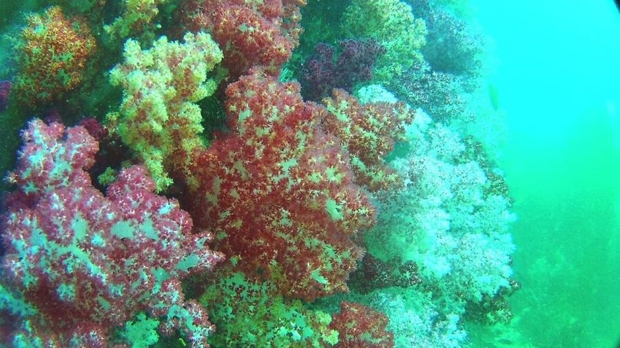 Lipe Private Snorkelinge Outside Zone By Long Tail Boat - Your snorkeling route, and how to think about each stop
