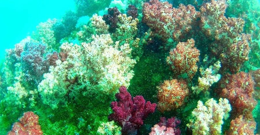 Lipe Private Snorkelinge Outside Zone By Long Tail Boat - Language and guide style: you can still make it work