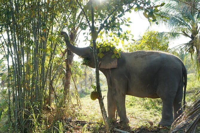LIVING GREEN ELEPHANT SANCTUARY Chonburi - Key highlights you should know before you go