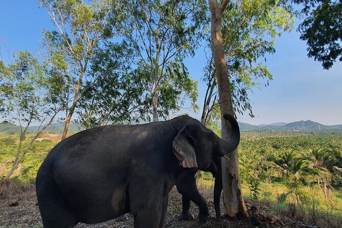 LIVING GREEN ELEPHANT SANCTUARY Chonburi - Getting to Khao Khiew: the morning logistics that make or break the day