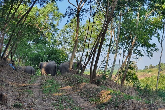 LIVING GREEN ELEPHANT SANCTUARY Chonburi - Feeding and free-roaming time: what you’re really getting for the price