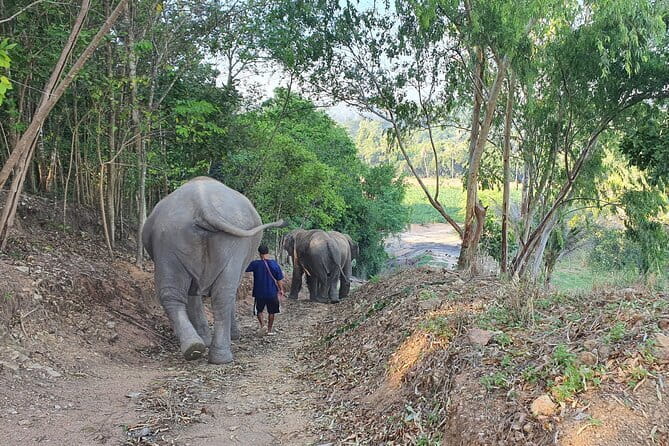 LIVING GREEN ELEPHANT SANCTUARY Chonburi - Price and value: why $45 can be a good deal here