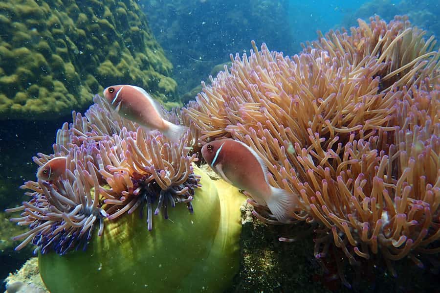 Mu Ko Ang Thong Park: Semi-private Sunset Cruise Tour - Snorkeling at Koh Wao: where the reef time pays off