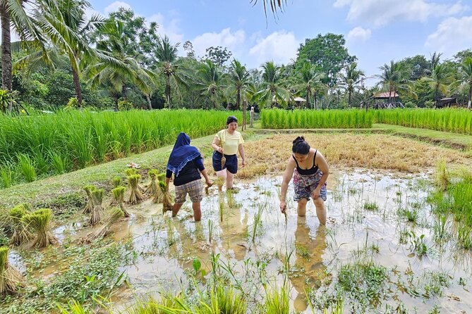 Old Phuket Farm Ticket - Countryside Local Life Culture - Why Old Phuket Farm feels like real Phuket farm life