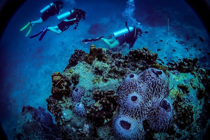 Open Water Course - Become certified diver in 3 days - Your base at Koh Tao Scuba Club, starting at 9:00 am