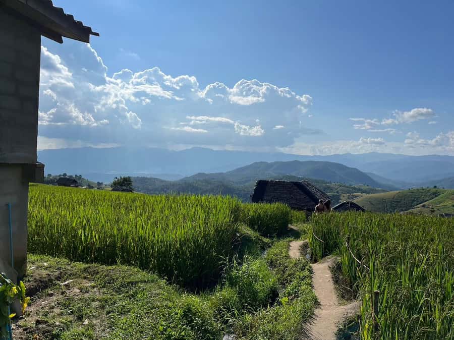 Pa Pong Piang Rice Terraces & Doi Inthanon National Park - Ang Ga trail walk: short, sweet forest time