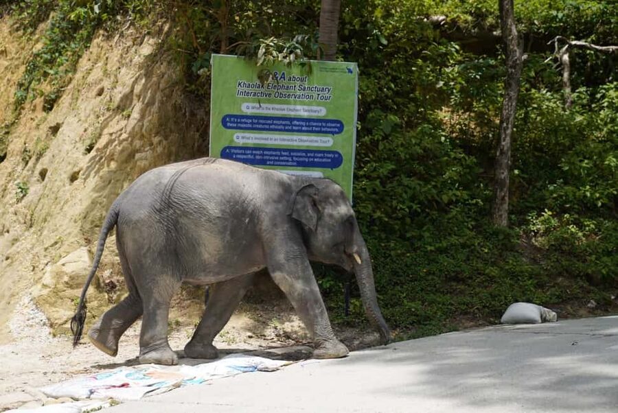 Patong: Elephant Sanctuary Eco Guide Walk & Forage Tour - Patong’s elephant forest walk: what the 1-hour tour really feels like